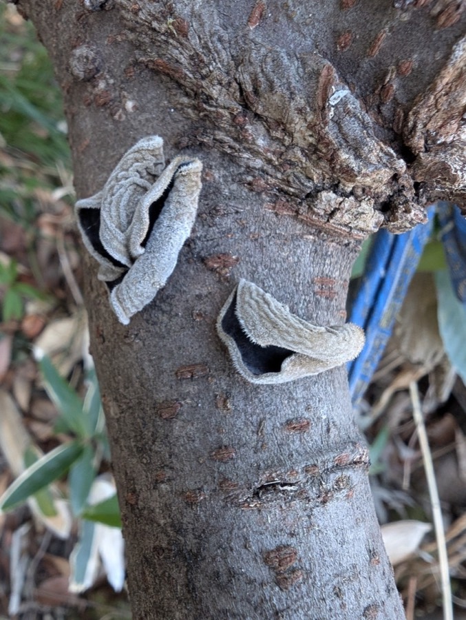 Ảnh minh hoạ Mộc Nhĩ (Auricularia polytricha) 4