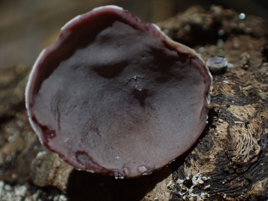 Ảnh minh hoạ Mộc Nhĩ (Auricularia polytricha) 5