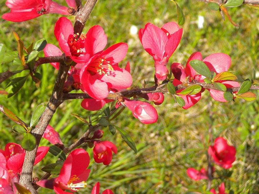 Ảnh minh hoạ Mộc Qua (Chaenomeles lagenaria) 4