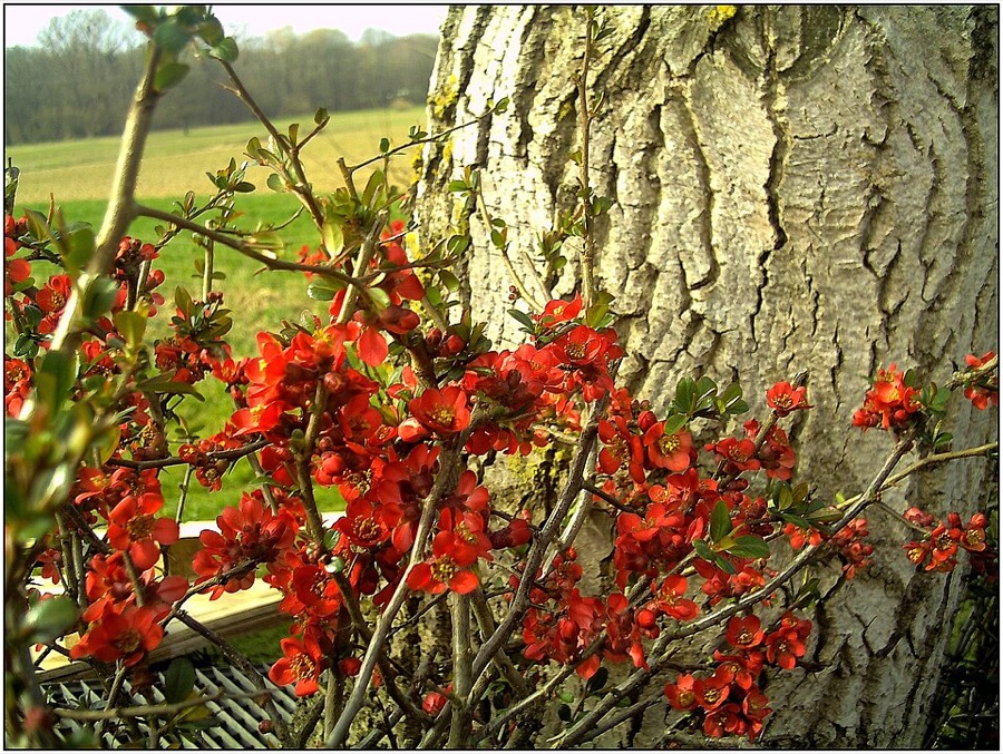 Ảnh minh hoạ Mộc Qua (Chaenomeles lagenaria) 5