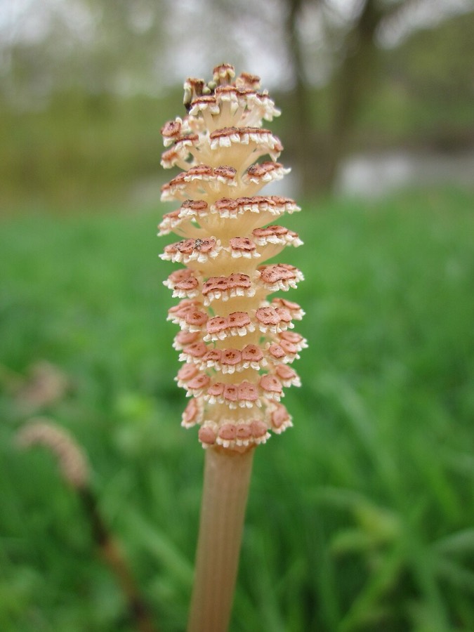 Ảnh minh hoạ Mộc Tặc (Equisetum arvense) 4
