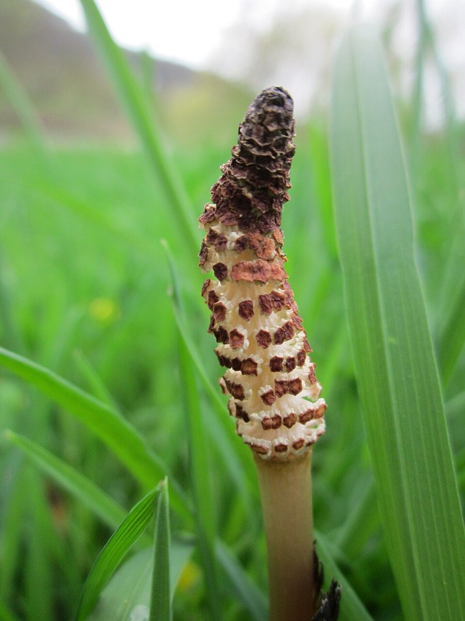 Ảnh minh hoạ Mộc Tặc (Equisetum arvense) 5