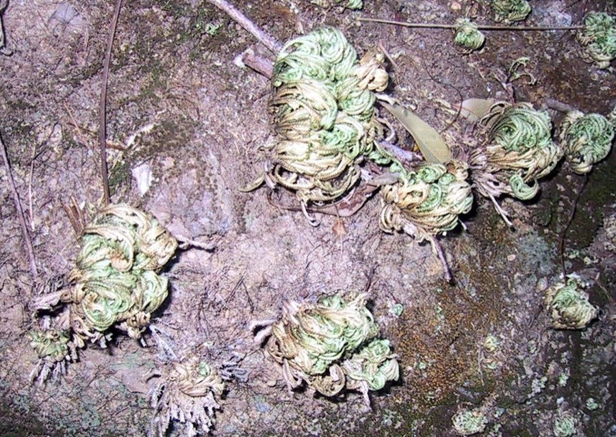 Ảnh minh hoạ Móng Lưng Rồng (Selaginella tamariscina) 1