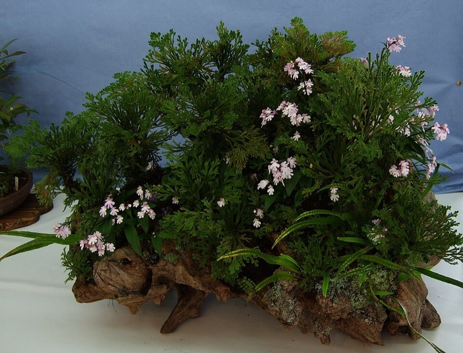 Ảnh minh hoạ Móng Lưng Rồng (Selaginella tamariscina) 2