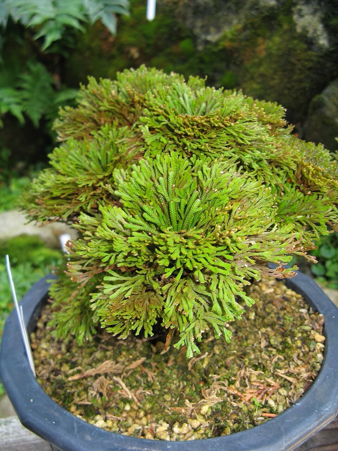 Ảnh minh hoạ Móng Lưng Rồng (Selaginella tamariscina) 3