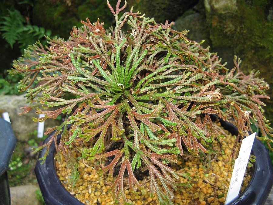 Ảnh minh hoạ Móng Lưng Rồng (Selaginella tamariscina) 4