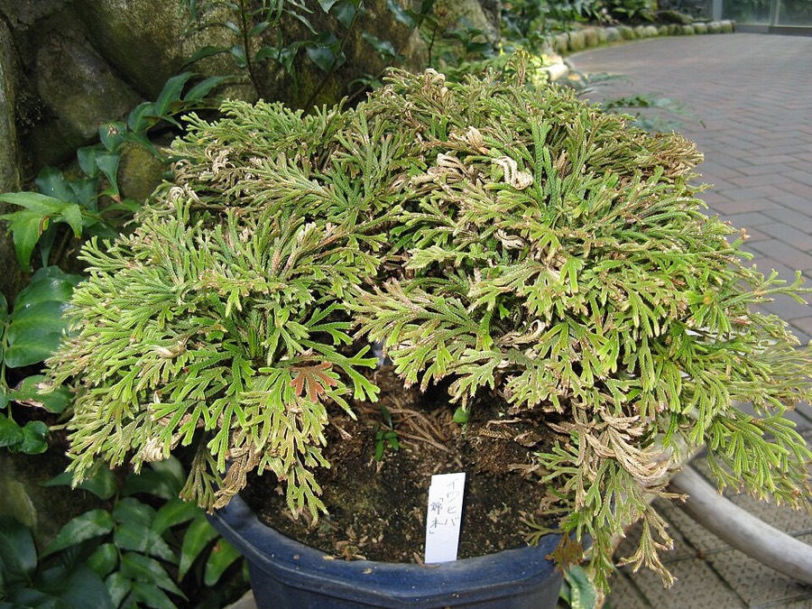 Ảnh minh hoạ Móng Lưng Rồng (Selaginella tamariscina) 5