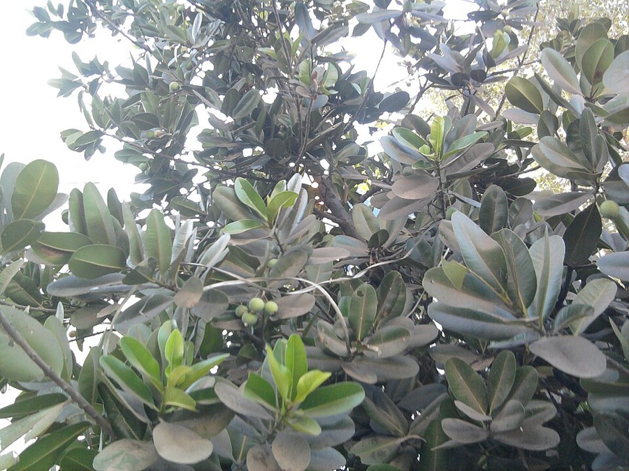 Ảnh minh hoạ Mù U (Calophyllum inophyllum) 4
