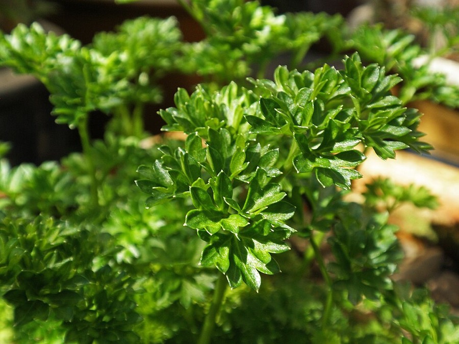 Ảnh minh hoạ Mùi Tây (Petroselinum sativum) 5