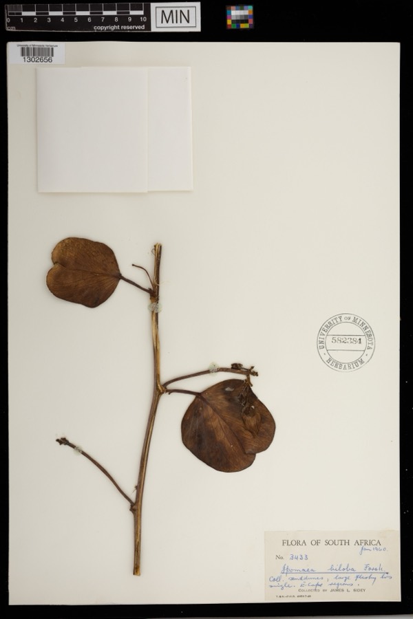 Ảnh minh hoạ Muống Biển (Ipomoea biloba) 2
