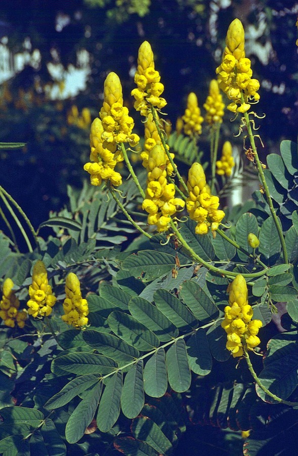 Ảnh minh hoạ Muồng Trâu (Cassia alata) 1