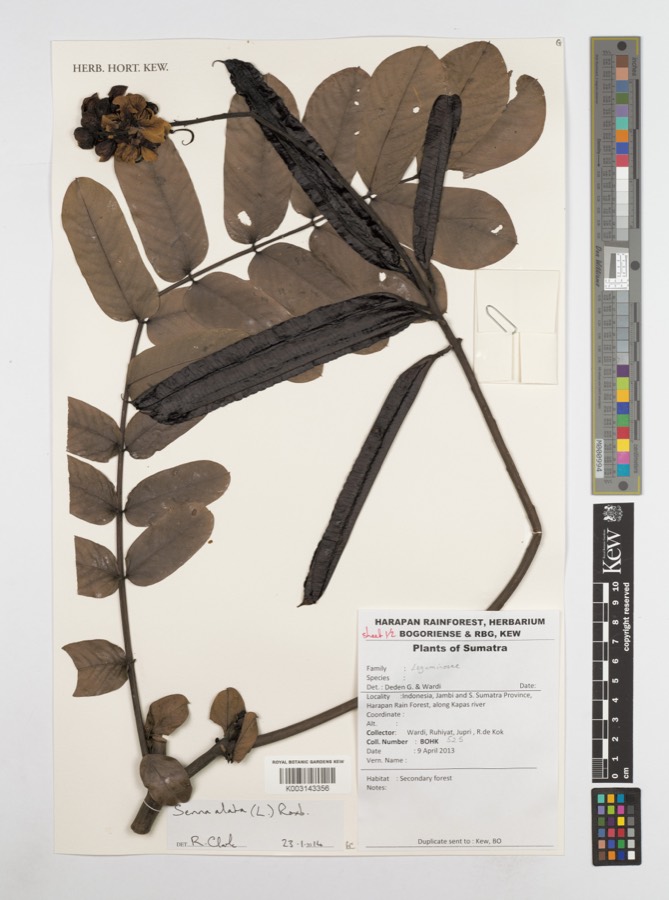 Ảnh minh hoạ Muồng Trâu (Cassia alata) 2