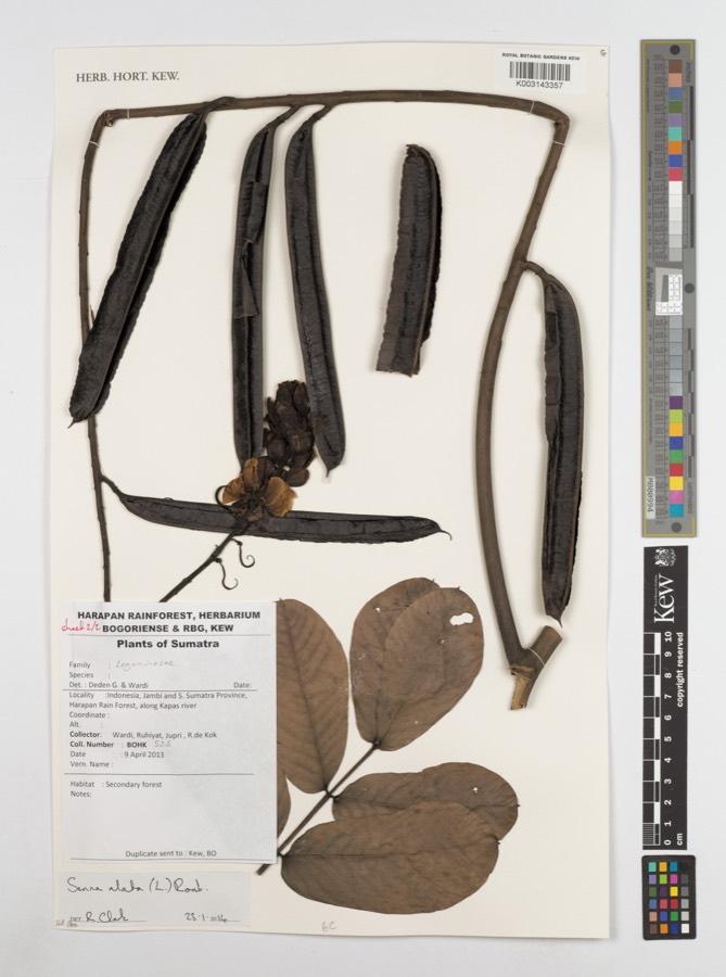 Ảnh minh hoạ Muồng Trâu (Cassia alata) 3