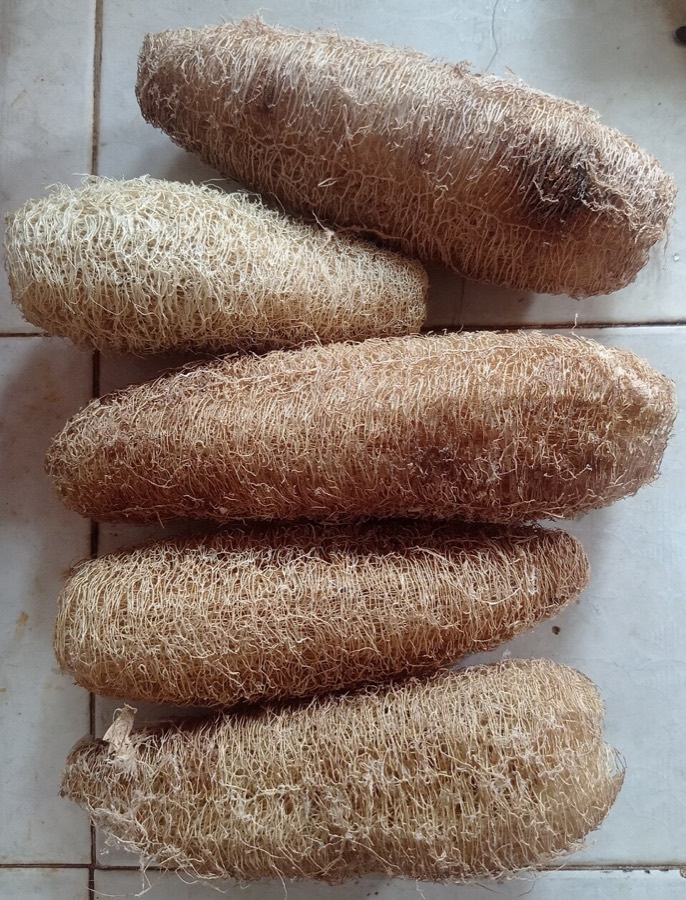 Ảnh minh hoạ Mướp (Luffa cylindrica) 4