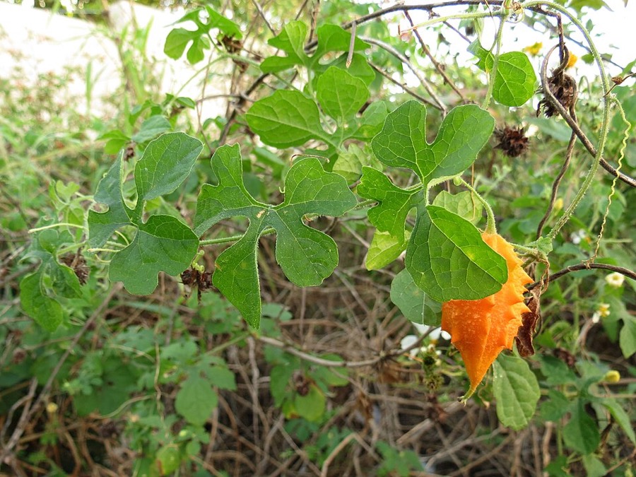 Ảnh minh hoạ Mướp Đắng (Momordica charantia) 4