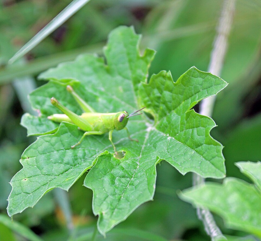 Ảnh minh hoạ Mướp Đắng (Momordica charantia) 5