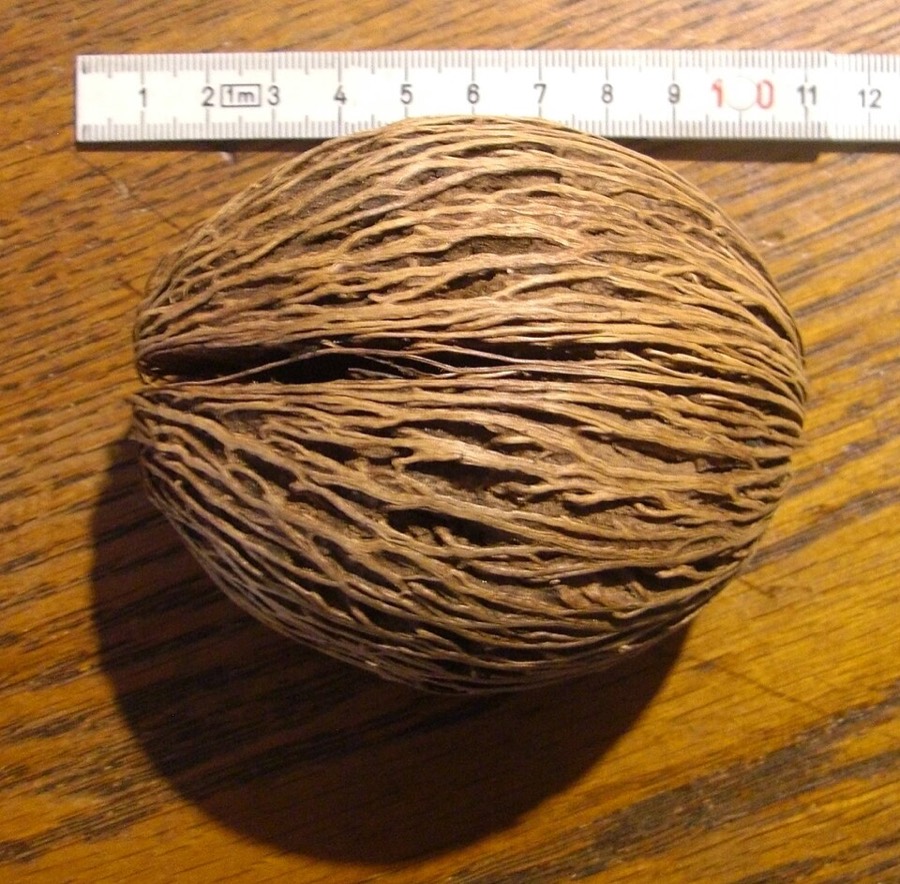 Ảnh minh hoạ Mướp Sát (Cerbera odollam) 4