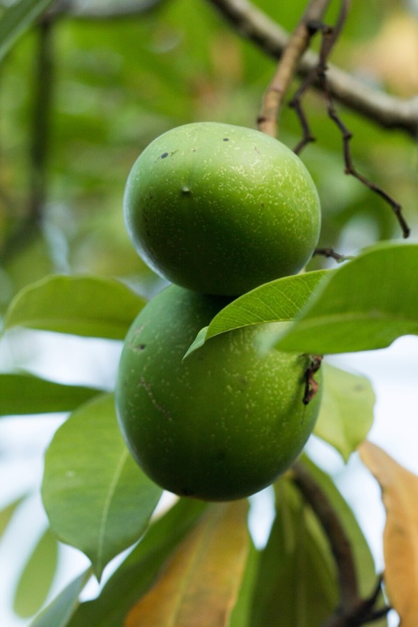 Ảnh minh hoạ Mướp Sát (Cerbera odollam) 5