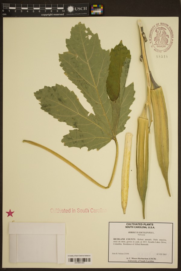 Ảnh minh hoạ Mướp Tây (Hibiscus esculentus) 1