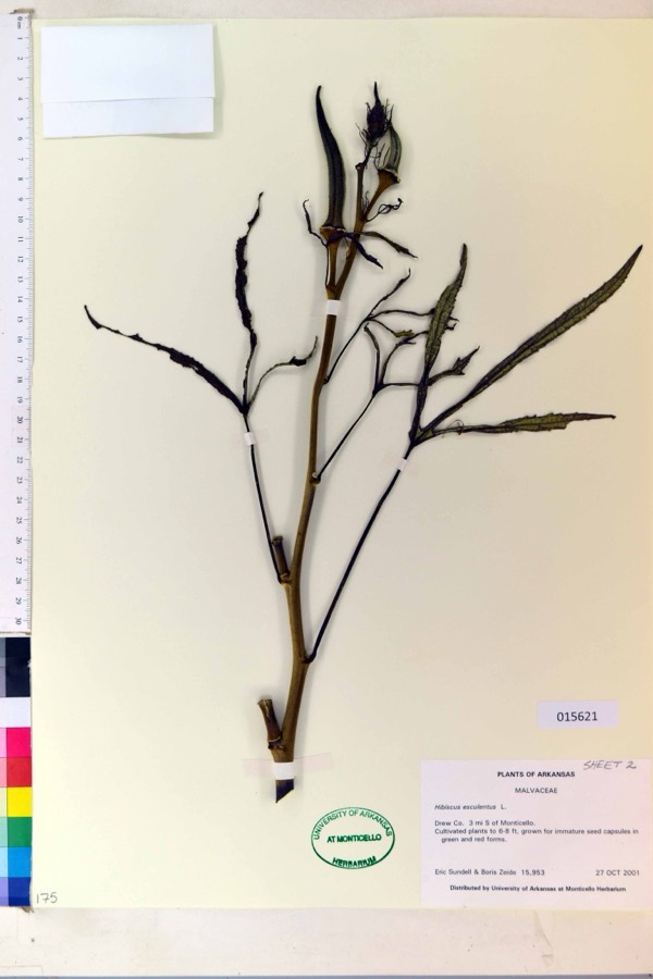 Ảnh minh hoạ Mướp Tây (Hibiscus esculentus) 2