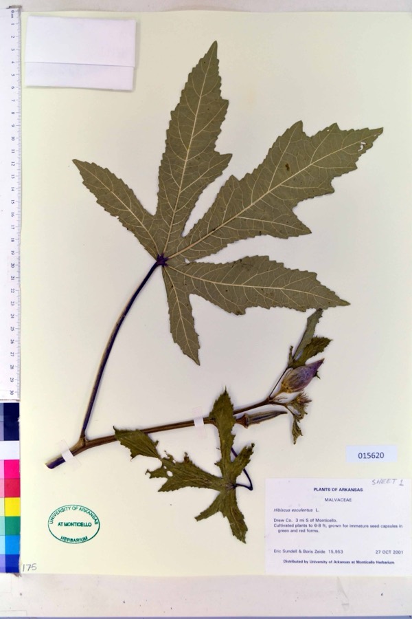 Ảnh minh hoạ Mướp Tây (Hibiscus esculentus) 3