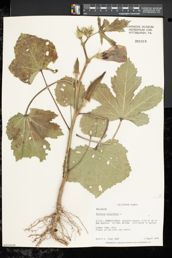 Ảnh minh hoạ Mướp Tây (Hibiscus esculentus) 5