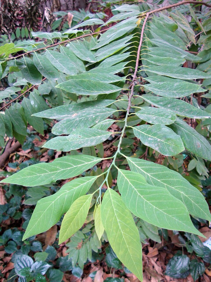Ảnh minh hoạ Na (Annona squamosa) 1