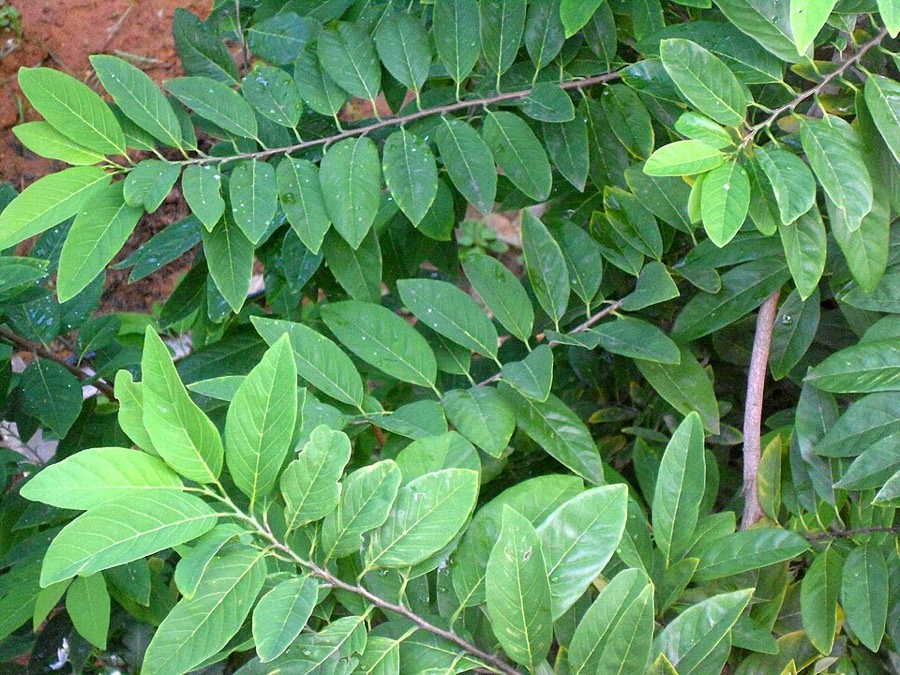 Ảnh minh hoạ Na (Annona squamosa) 2