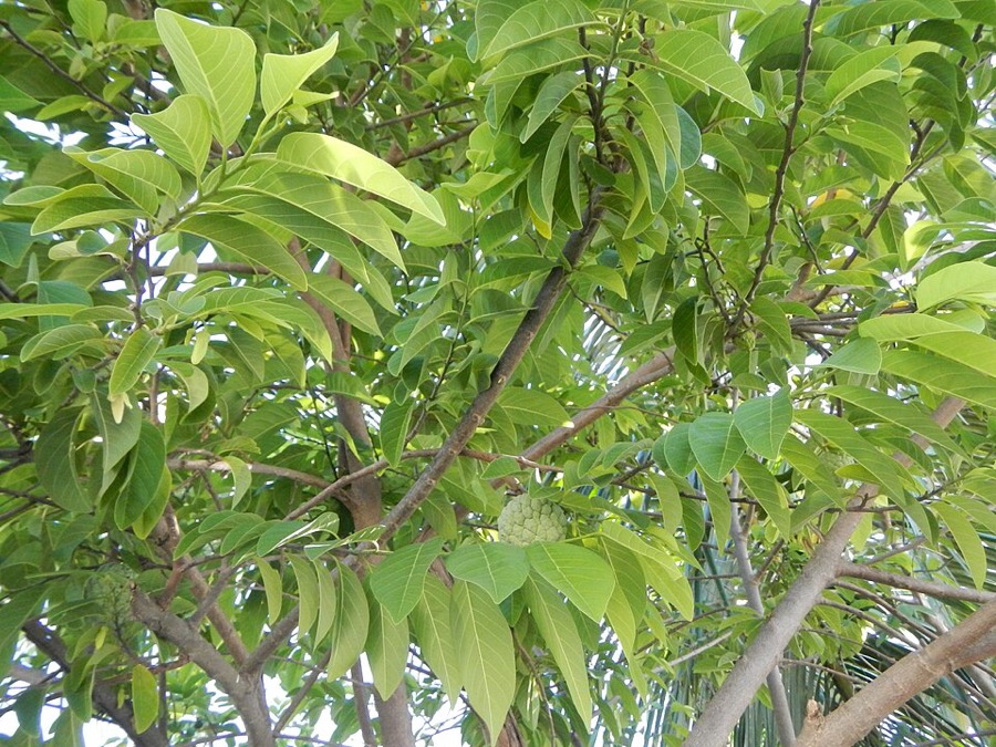 Ảnh minh hoạ Na (Annona squamosa) 3