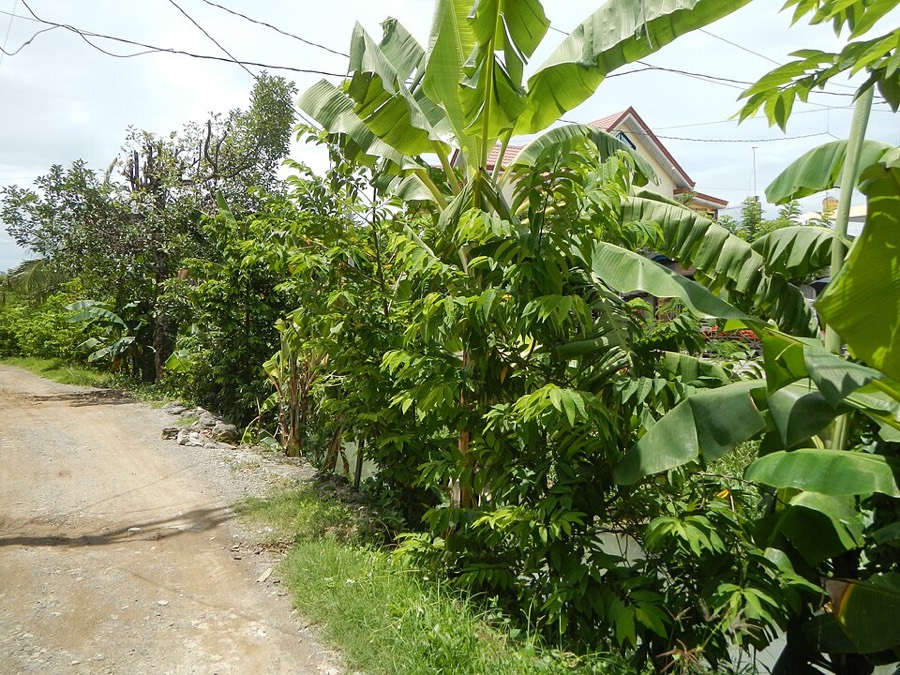 Ảnh minh hoạ Na (Annona squamosa) 4