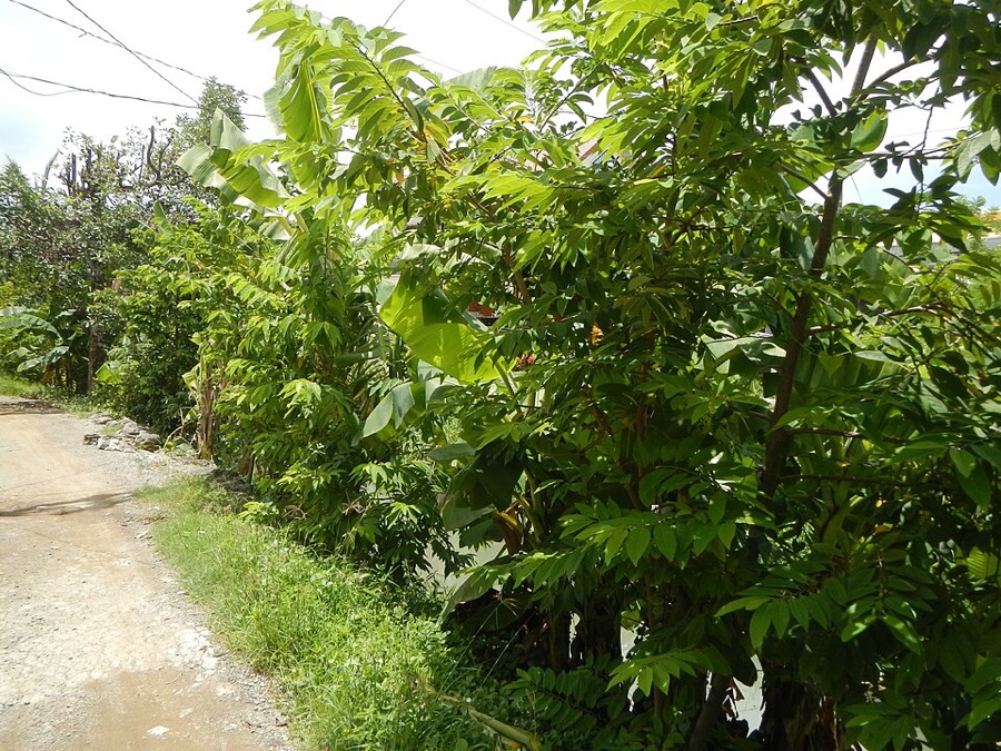 Ảnh minh hoạ Na (Annona squamosa) 5