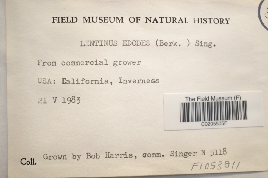 Ảnh minh hoạ Nấm Hương (Lentinus edodes) 3