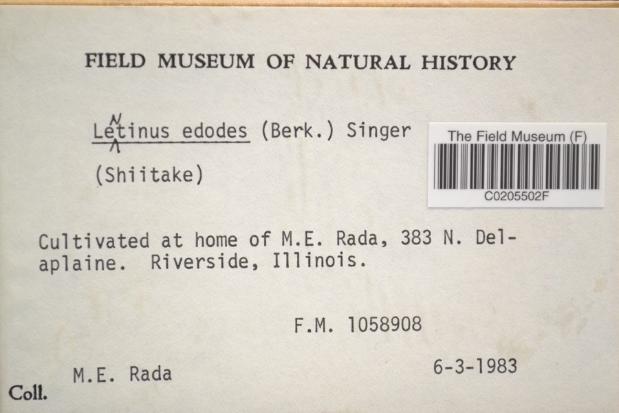 Ảnh minh hoạ Nấm Hương (Lentinus edodes) 4