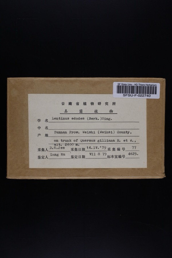 Ảnh minh hoạ Nấm Hương (Lentinus edodes) 5
