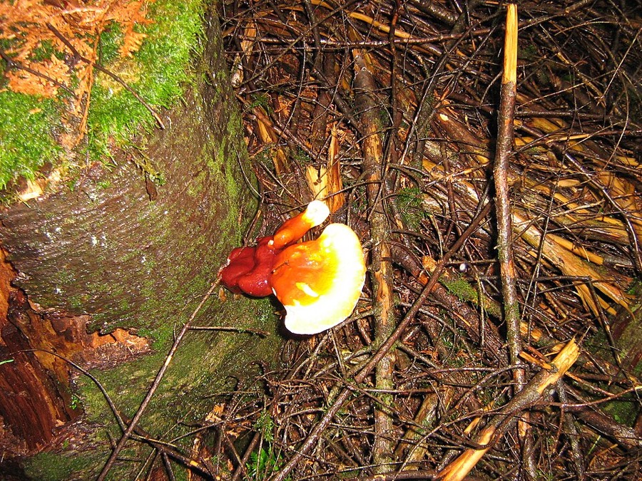 Ảnh minh hoạ Nấm Linh Chi (Ganoderma lucidum) 4