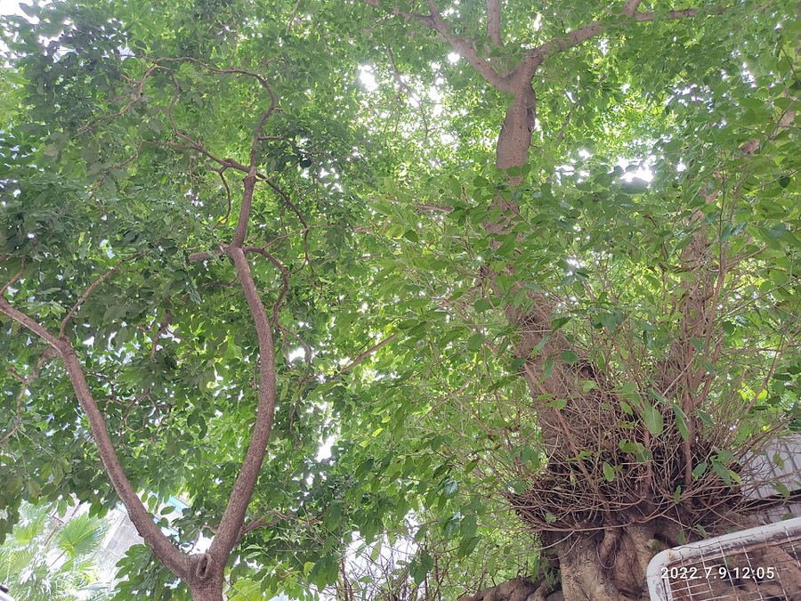 Ảnh minh hoạ Nam Sâm (Schefflera octophylla) 4