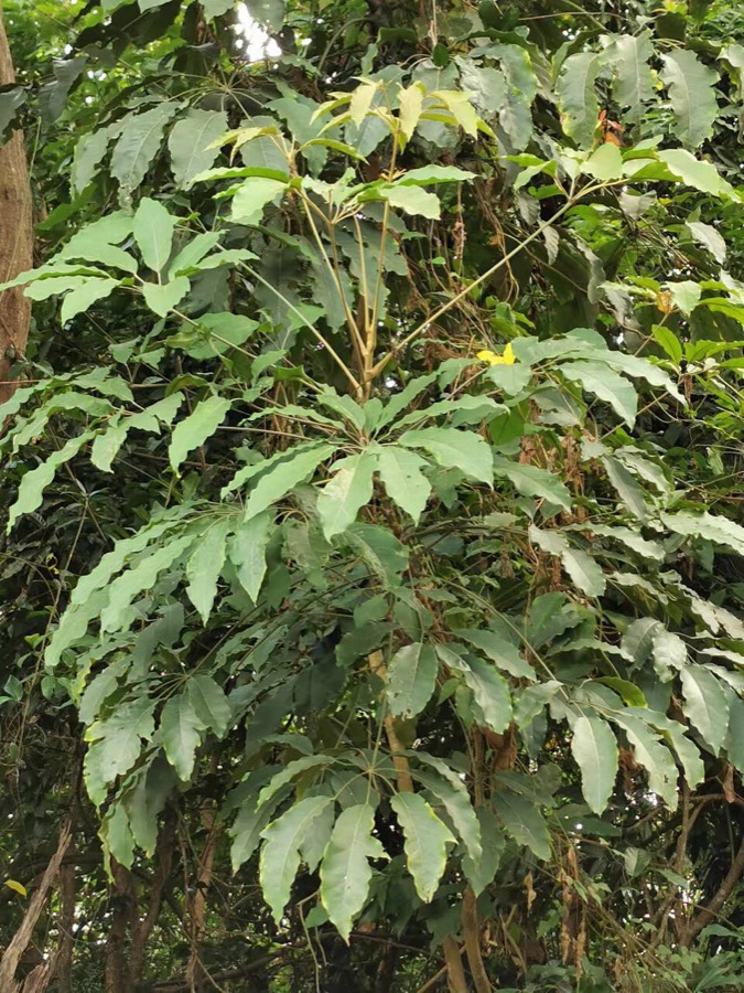 Ảnh minh hoạ Nam Sâm (Schefflera octophylla) 5