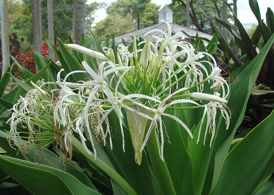 Ảnh minh hoạ Náng Hoa Trắng (Crinum asiaticum) 4