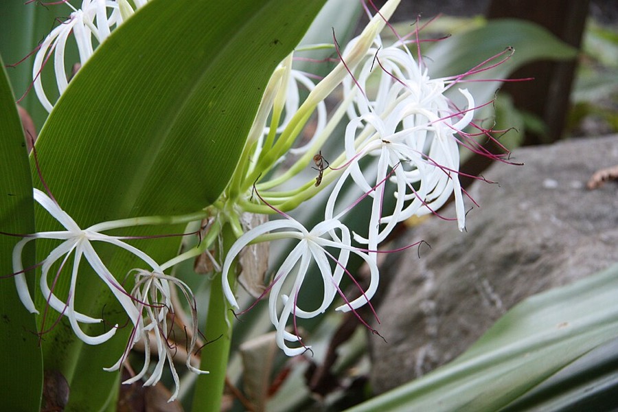 Ảnh minh hoạ Náng Hoa Trắng (Crinum asiaticum) 5