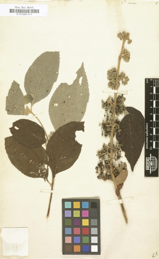 Ảnh minh hoạ Nàng Nàng (Callicarpa cana) 5