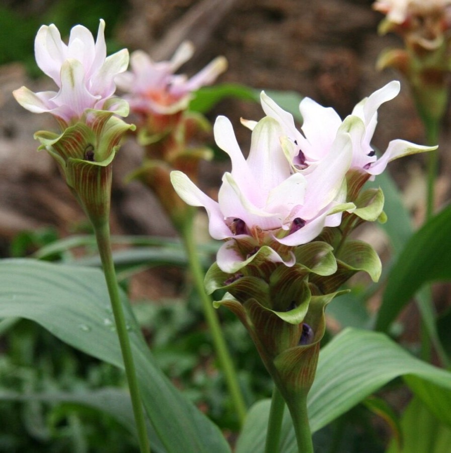 Ảnh minh hoạ Nga Truật (Curcuma zedoaria) 1