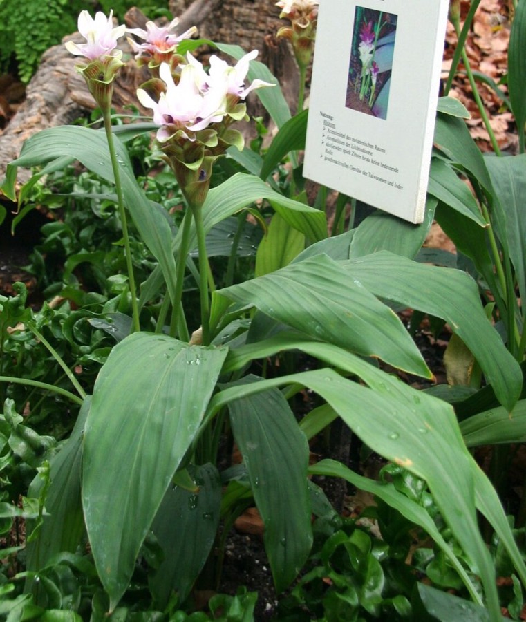 Ảnh minh hoạ Nga Truật (Curcuma zedoaria) 2