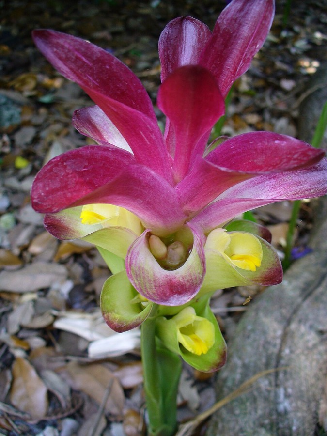 Ảnh minh hoạ Nga Truật (Curcuma zedoaria) 3
