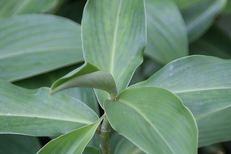 Ảnh minh hoạ Nga Truật (Curcuma zedoaria) 4