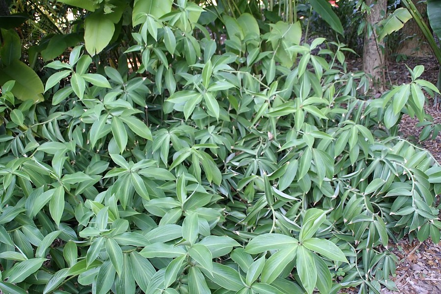 Ảnh minh hoạ Nga Truật (Curcuma zedoaria) 5