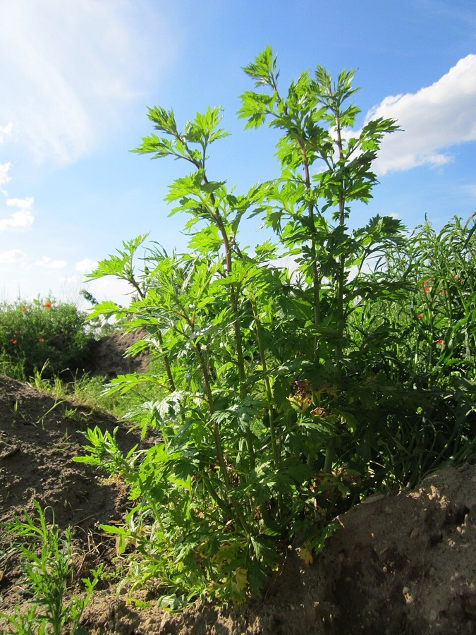 Ảnh minh hoạ Ngải Cứu (Artemisia vulgaris) 4