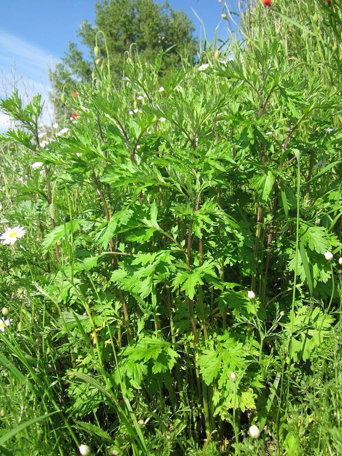 Ảnh minh hoạ Ngải Cứu (Artemisia vulgaris) 5