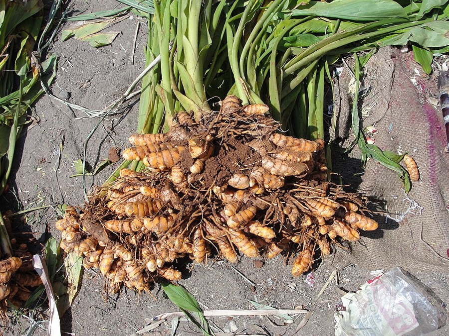 Ảnh minh hoạ Nghệ (Curcuma longa) 4