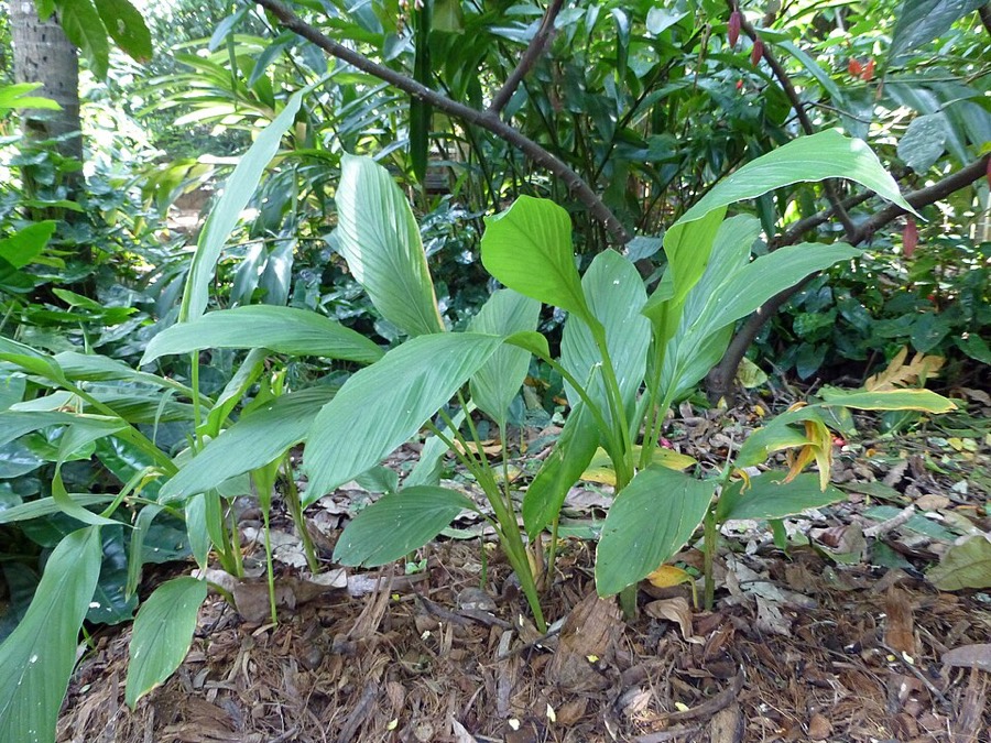 Ảnh minh hoạ Nghệ (Curcuma longa) 5