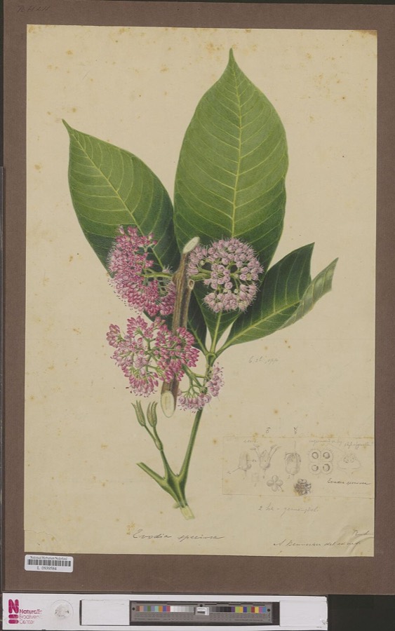 Ảnh minh hoạ Ngô Thù Du (Evodia rutaecarpa) 1